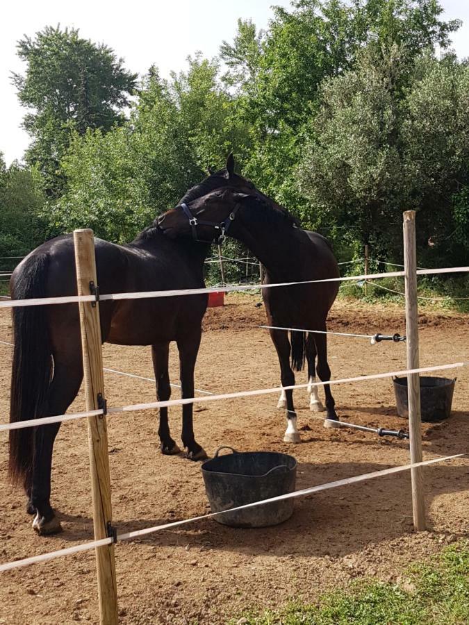 Haras Des Arcades Villa Perpignan Bagian luar foto